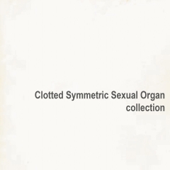 CLOTTED SYMMETRIC SEXUAL ORGAN - Collection DLP